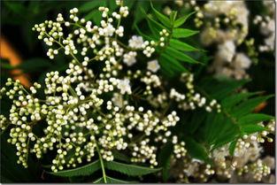 摘下满天星,漫谈满天星的浪漫与诗意